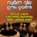 അര മീറ്ററോളം ഉയരമുള്ള കഞ്ചാവ് ചെടി താങ്ങു കൊടുത്തു വളർത്തുന്ന നിലയിൽ പിടികൂടി